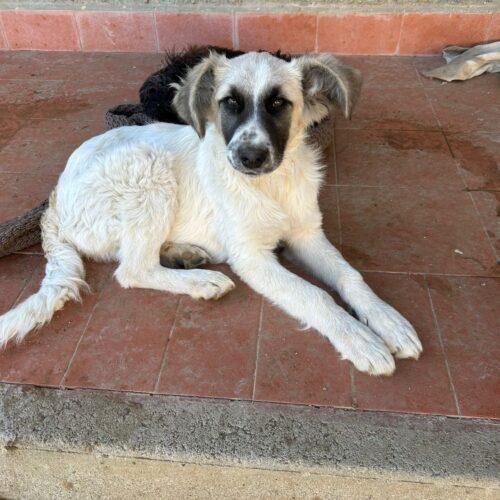 Billy - Maschio  - 4 Mesi (Nato Indicativamente A Settembre 2025)  - Meticcio  - Taglia: Media  